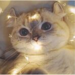 Instalatie Craciun, 15 metri, 150 LED-uri, multicolor RGB, sincronizare muzica, telecomanda 8 functii, USB, fir cupru, liniar, interior/exterior, Embo - imagine 3