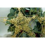 Varf decorativ de brad, Auriu, in forma de Stea, design de braduti, din Plastic/Metal, 24 cm x 27 cm, Interior/Exterior, Embo - imagine 3