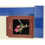 Brosa Vintage, Jolie, Material Metal, Ambalaj Carton, Dimensiune Brosa Aproximativ 4-6 cm, Model Trandafiri, Roz - imagine 2